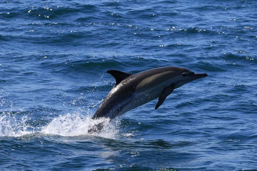 Gansbaai: Whale Watching Trip by Boat - Weather, clothing, and comfort on the water