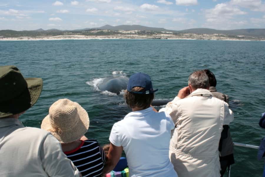 Gansbaai: Whale Watching Trip by Boat - Is $146 good value?
