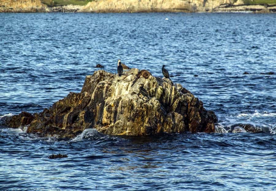 Gansbaai: Whale Watching Trip by Boat - Gansbaai or Hermanus for whale watching?