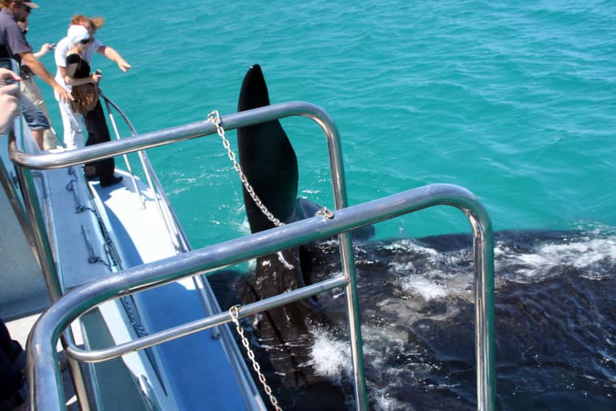 Gansbaai: Whale Watching Trip by Boat - Two hours along the cliffs