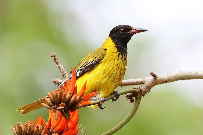 Garden Route 5 Day Hiking & Safari Adventure from Cape Town - Food, extras, and the real cost