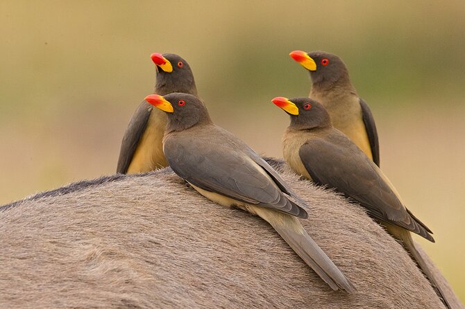Garden Route and Addo National Park 4 Day Safari - What the accommodation and guide add