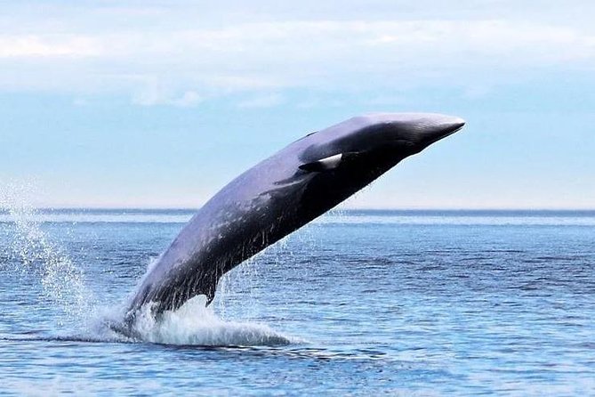 Garden Route Durban to Cape Town via Addo National Park - 7 Days - Day 5: The Knysna Heads and waterfront