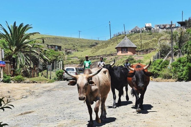 Garden Route Durban to Cape Town via Addo National Park - 7 Days - Day 2: The Wild Coast and the road to East London