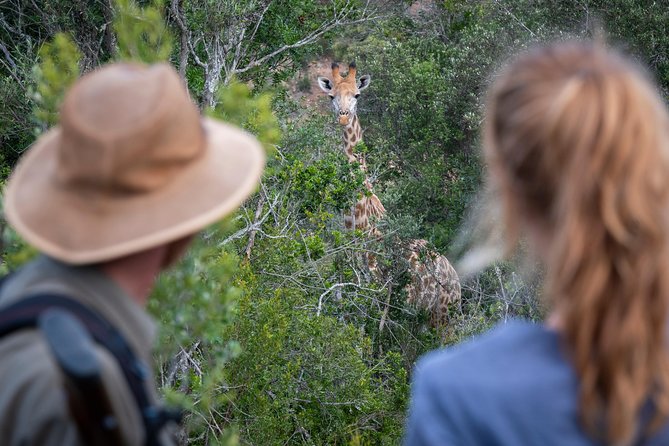 Giraffe Tracking 4x4 Safaris - Morning breakfast or afternoon sundowner snacks