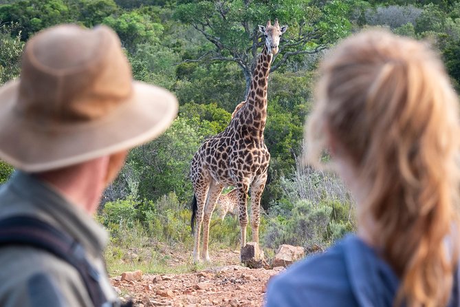 Giraffe Tracking 4x4 Safaris - Why the two-hour length works well