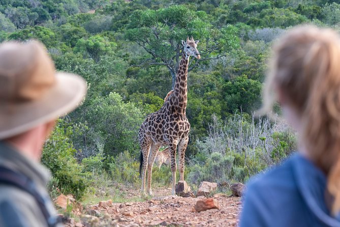 Giraffe Tracking 4x4 Safaris - Group size and the feel of the experience