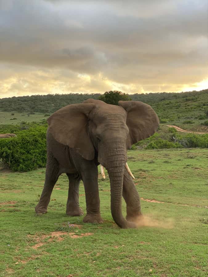 Gqeberha: Park View Game Drive at Schotia Safaris with Lunch - Why Schotia works for a short safari from Gqeberha