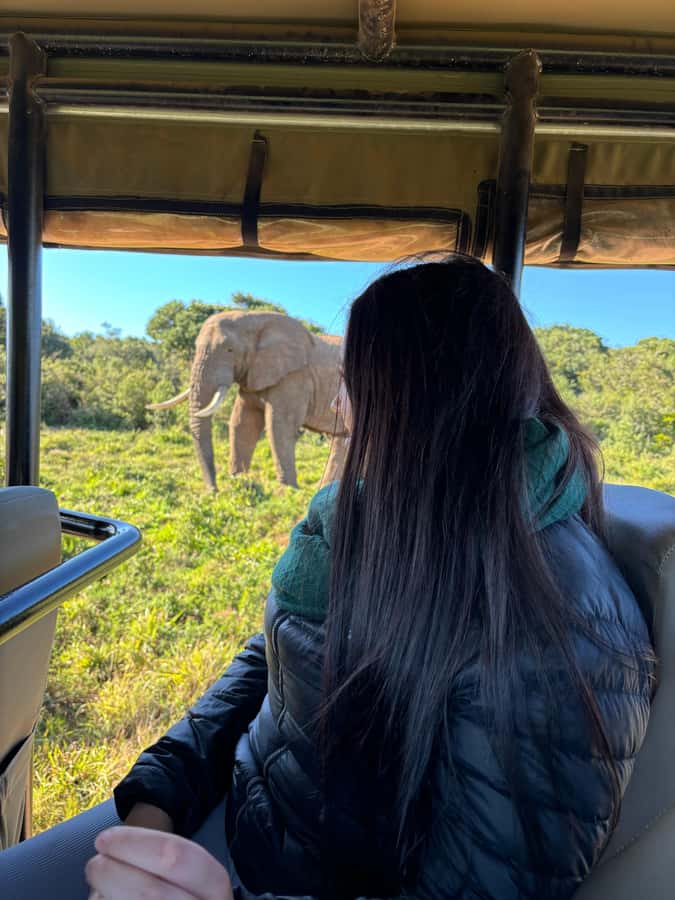 Gqeberha: Park View Game Drive at Schotia Safaris with Lunch - Getting there from the harbour, lodge, or airport