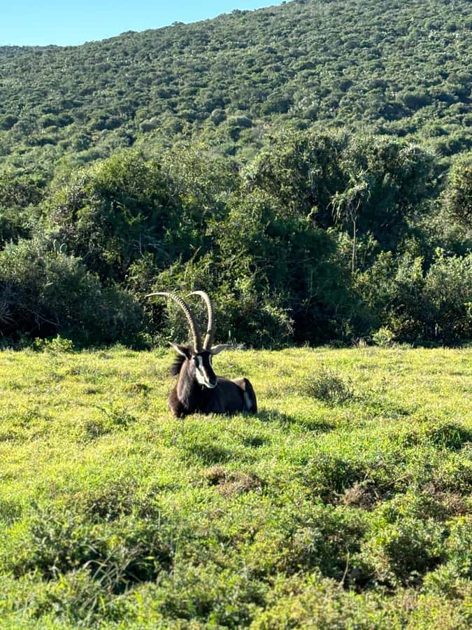 Gqeberha: Park View Game Drive at Schotia Safaris with Lunch - What you might see on the drive