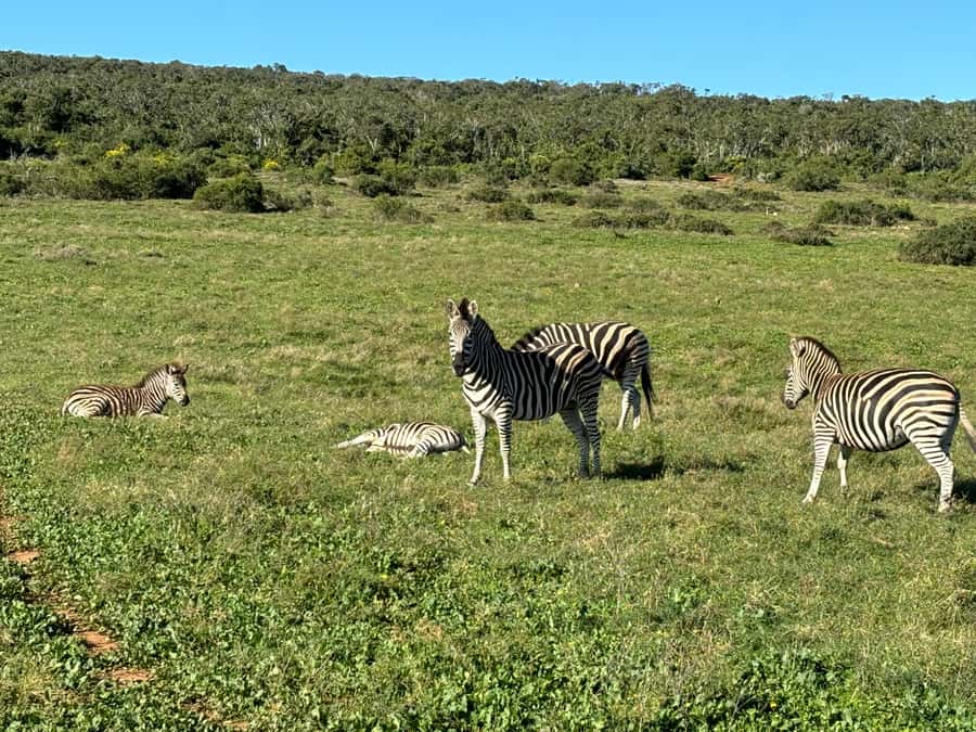 Gqeberha: Park View Game Drive at Schotia Safaris with Lunch - The lunch stop is part of the appeal