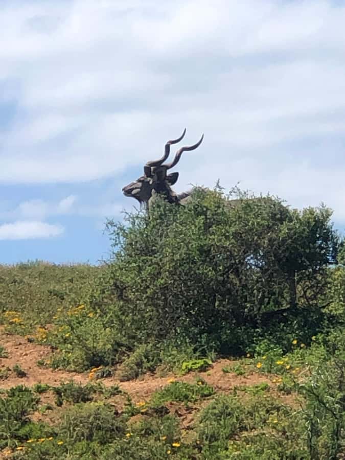 Gqeberha: Park View Game Drive at Schotia Safaris with Lunch - Small groups make the vehicle more comfortable