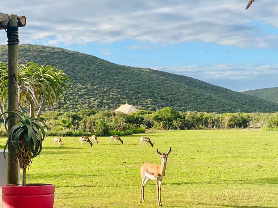 Gqeberha: Park View Game Drive at Schotia Safaris with Lunch - Practical packing for changing conditions