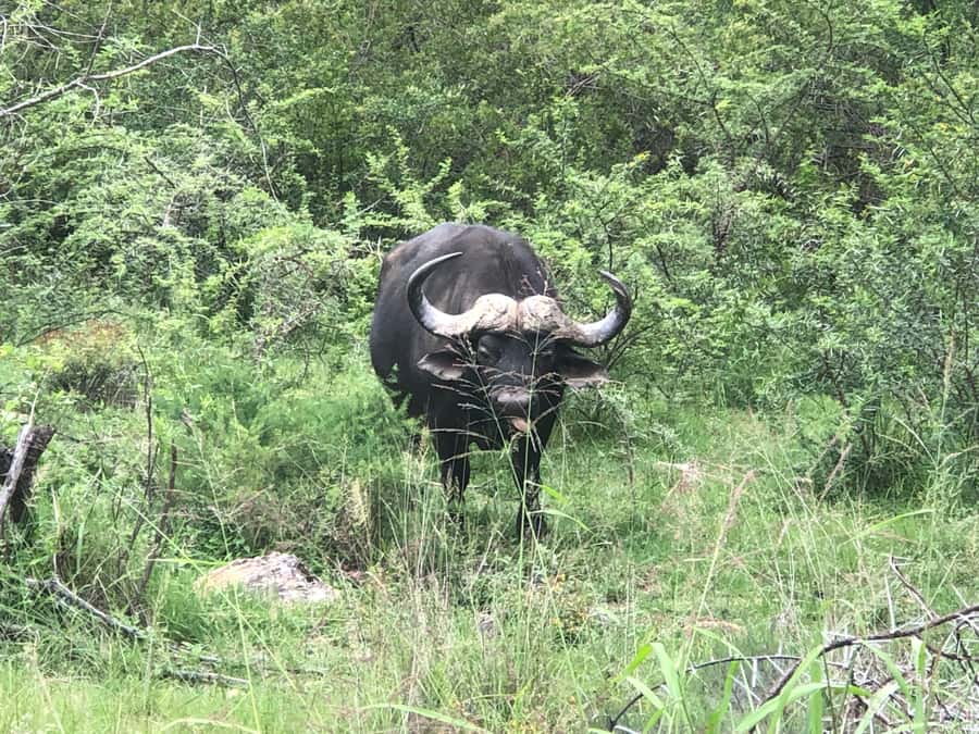 Gqeberha: Park View Game Drive at Schotia Safaris with Lunch - Who will get the most from this experience?