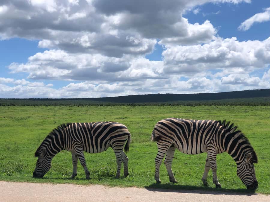 Gqeberha: Park View Game Drive at Schotia Safaris with Lunch - Booking flexibility and timing