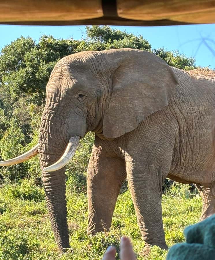 Gqeberha: Park View Game Drive at Schotia Safaris with Lunch - Four hours among approximately 2,000 animals