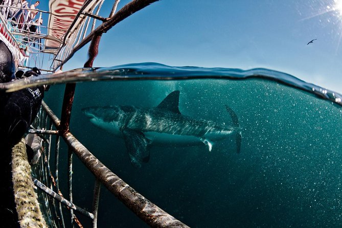 Great White Shark Diving experience. - Key points at a glance