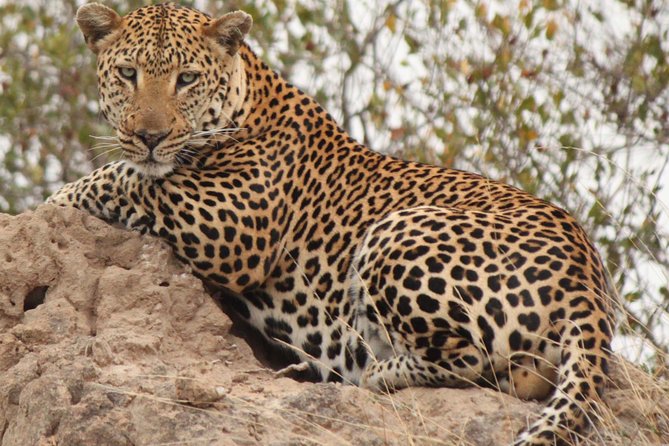Greater Kruger National Park 4 day safari at a private game lodge - Six safari drives in Balule Game Reserve