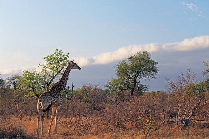 Greater Kruger National Park 4 day safari at a private game lodge - Days two and three: the best rhythm of the trip