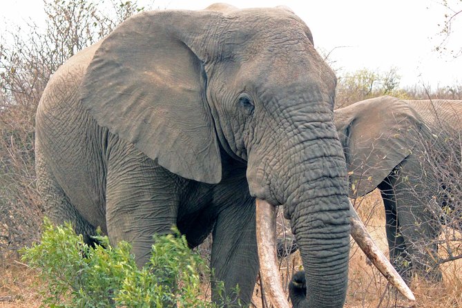 Greater Kruger National Park 4 day safari at a private game lodge - The small-group setup and open vehicle