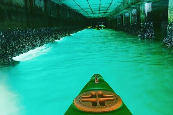 Guided Kayaking in Hout Bay - Wildlife, with the right expectations