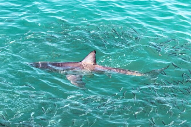 Guided Shark Cage Diving with Hookah Air Supply in Gansbaai - Key points to know before booking
