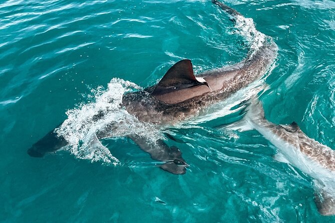 Guided Shark Cage Diving with Hookah Air Supply in Gansbaai - Arriving early for breakfast and preparation