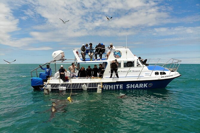 Guided Shark Cage Diving with Hookah Air Supply in Gansbaai - Water clarity and the quality of the view