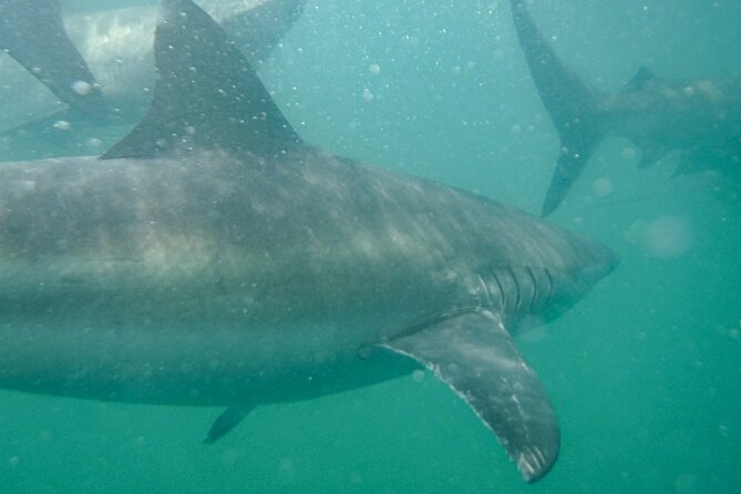 Guided Shark Cage Diving with Hookah Air Supply in Gansbaai - Cape Town transport and the early start