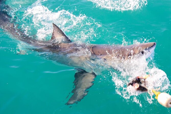 Guided Shark Cage Diving with Hookah Air Supply in Gansbaai - The boat ride and the two to two-and-a-half hours at sea