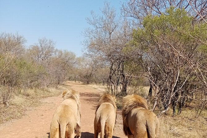 Guided Walking with Lions Bush-walk Tour - A lion walk worth the early start