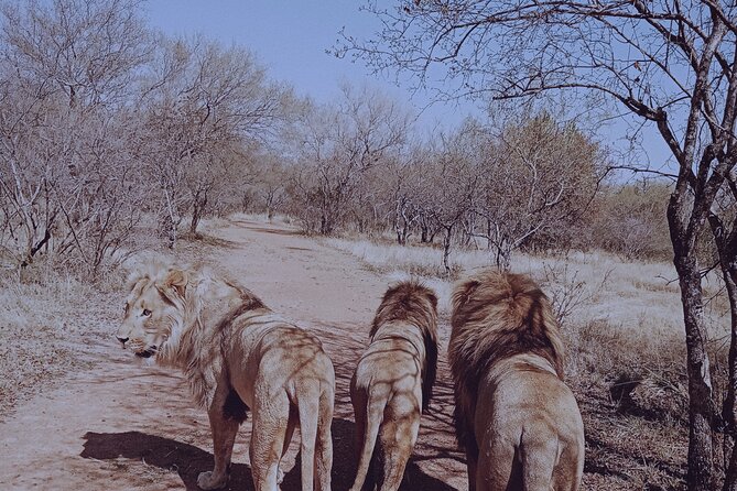 Guided Walking with Lions Bush-walk Tour - Walking with lions under ranger supervision