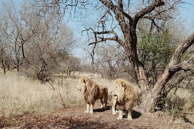 Guided Walking with Lions Bush-walk Tour - Rain, timing, and the practical trade-offs