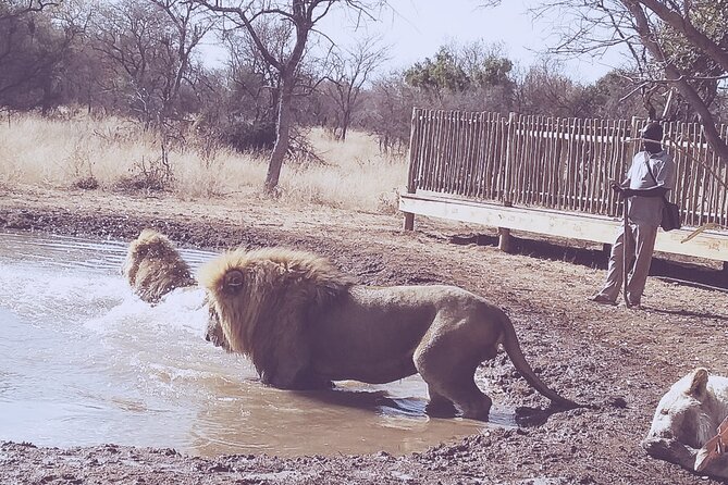Guided Walking with Lions Bush-walk Tour - Is $288.61 a fair price?