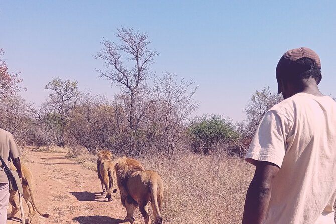 Guided Walking with Lions Bush-walk Tour - Choosing the waterhole instead
