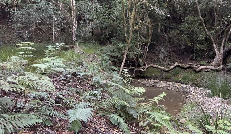 Guided Wildlife Tour and Forest Walk with Lunch Platter - Why the wild cats are only half the story