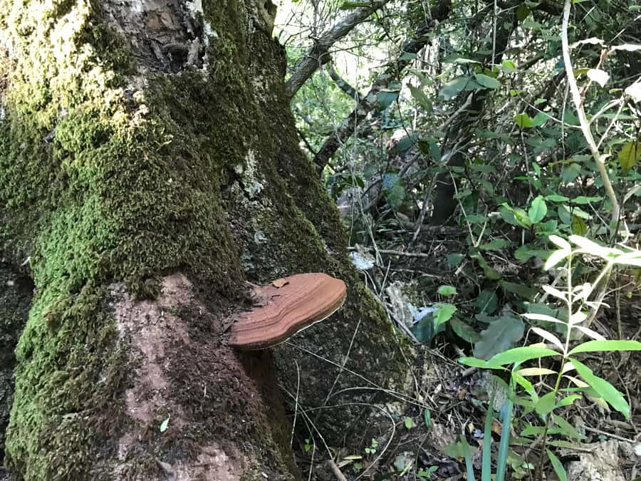 Guided Wildlife Tour and Forest Walk with Lunch Platter - Walking the old Tsitsikamma forest paths