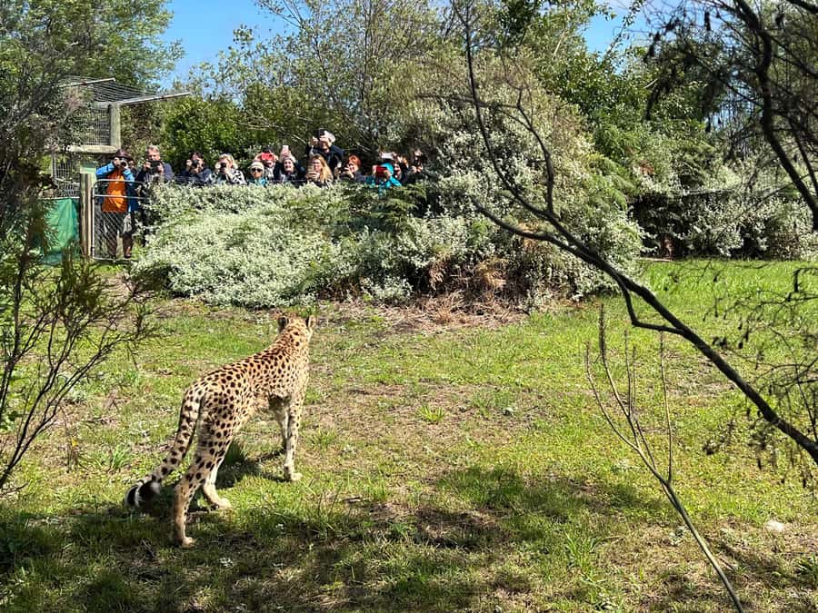 Guided Wildlife Tour and Forest Walk with Lunch Platter - Book this if you want cats plus forest