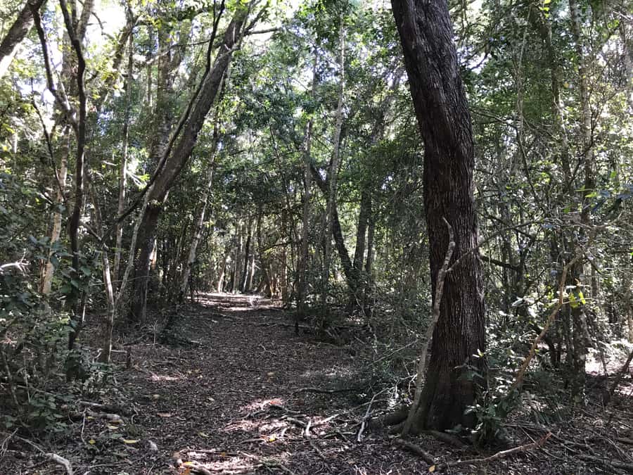 Guided Wildlife Tour and Forest Walk with Lunch Platter - Starting at Tenikwa, with five minutes to get oriented