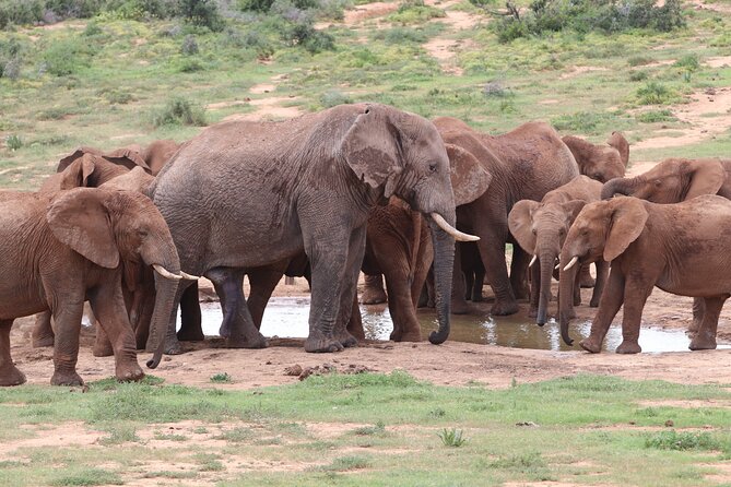 Half-Day Addo Elephant National Park - Why Addo makes sense for a half-day safari