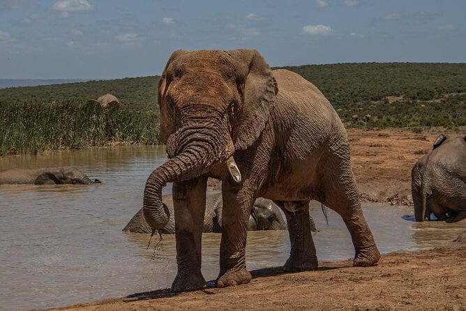 Half-Day Addo Elephant National Park - The 35-minute ride from Port Elizabeth