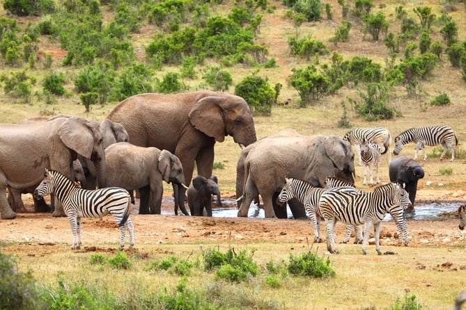 Half-Day Addo Elephant National Park - What the $123.19 price includes