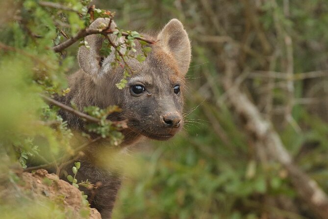 Half-Day Addo Elephant National Park - Practical details to settle before you go