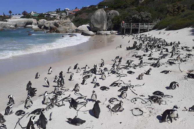 Half day African Penguin Tour - Simon’s Town and the False Bay coast