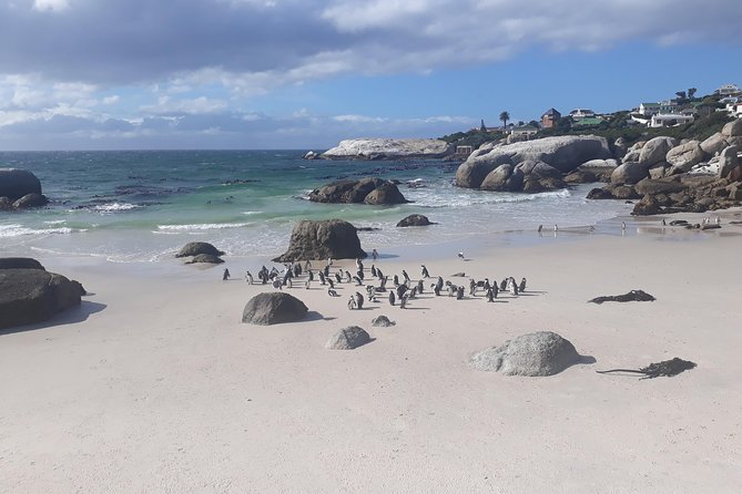 Half day African Penguin Tour - Camps Bay and the Twelve Apostles