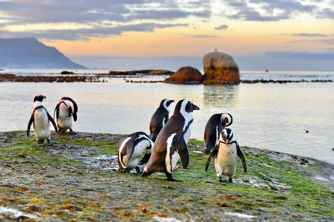 Half Day Boulders Penguins and Cape Point Small Group Tour - Why this half-day Cape Town tour works