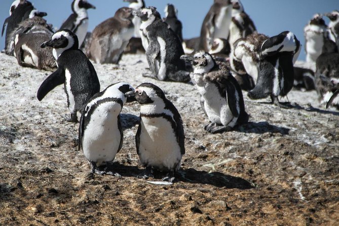 Half Day Boulders Penguins and Cape Point Small Group Tour - The Cape of Good Hope Nature Reserve