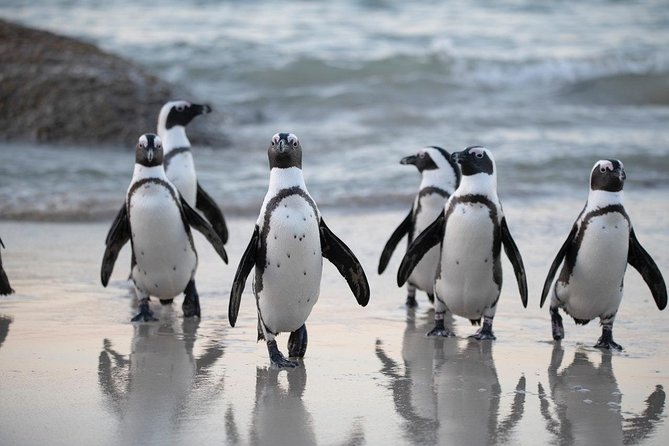 Half Day Boulders Penguins and Cape Point Small Group Tour - Cape Point and the old lighthouse