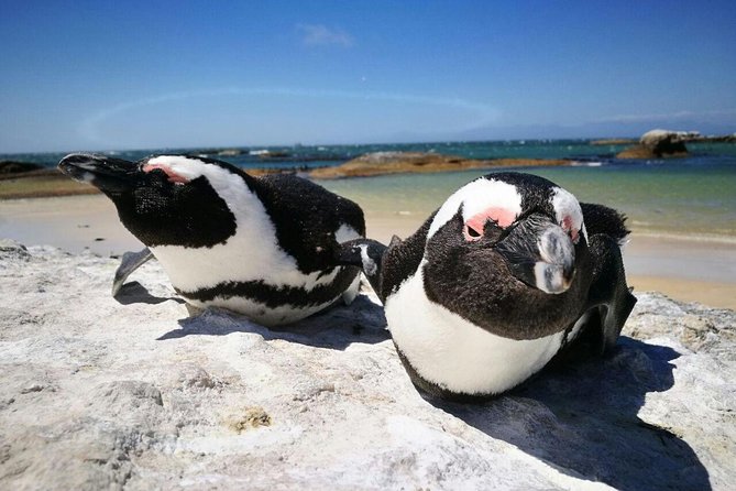 Half-Day Cape Peninsula Tour from Cape Town - Cape Point Nature Reserve gives you the most time