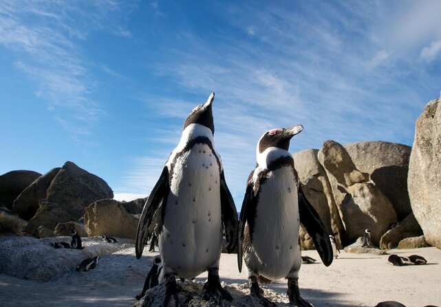 Half day Cape Point Sightseeing Tour with Penguins from Cape Town - Key points at a glance